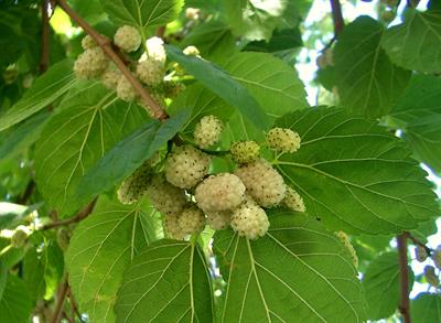 morus alba
